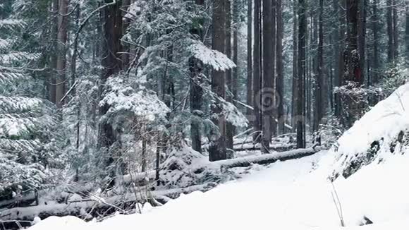在白雪皑皑的树林中漫步视频的预览图