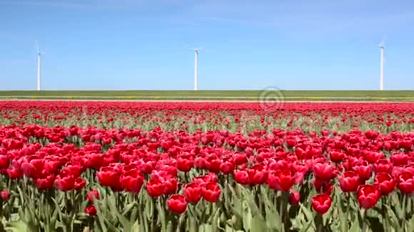 荷兰的风车和郁金香领域的奇妙景观全高清视频高清晰度视频的预览图