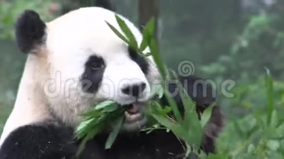 中国成都一只熊猫吃竹子视频的预览图