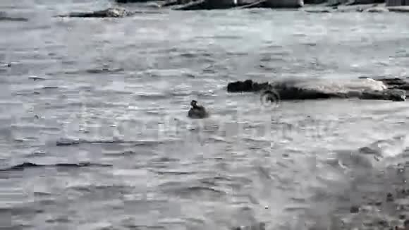 小海鸥漂浮在岸边在岩石附近潜水冰岩和海岸视频的预览图