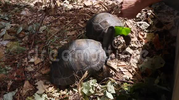 两只4岁大的巨龟在塞舌尔居里乌斯岛视频的预览图