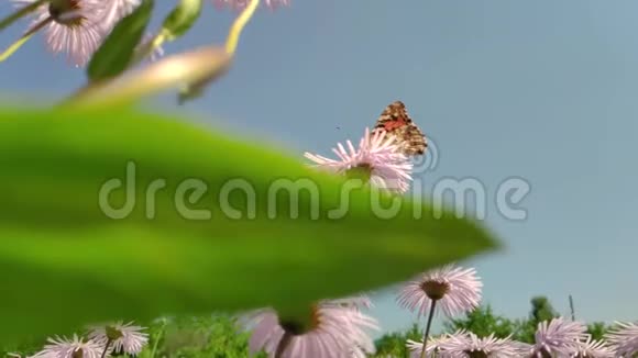 洋甘菊的花飞舞的蝴蝶采集花蜜视频的预览图