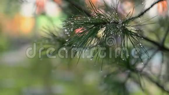 潮湿的圣诞树树枝视频的预览图