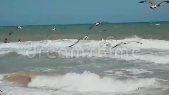 海鸥飞过大海饥饿的海鸥在夏天的海滩上盘旋在大海的背景下寻找食物海鸟视频的预览图