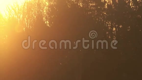 早上在森林日出阳光透过森林照耀早晨森林视频的预览图