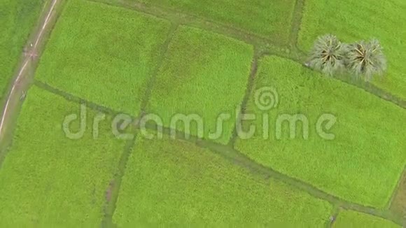 泰国亮绿色水稻种植鸟瞰图视频的预览图