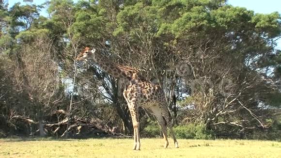 长颈鹿在热带草原的树梢上放牧视频的预览图