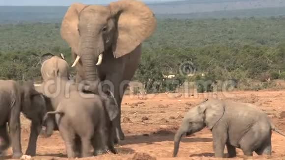 在热带草原上行走的非洲大象群视频的预览图