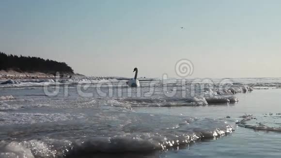 冰冻波罗的海和天鹅视频的预览图
