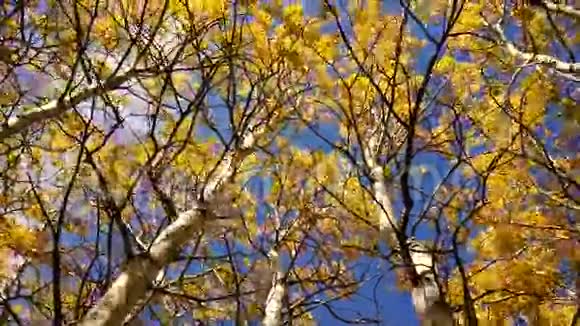 树叶风吹秋天自然景象落色视频的预览图