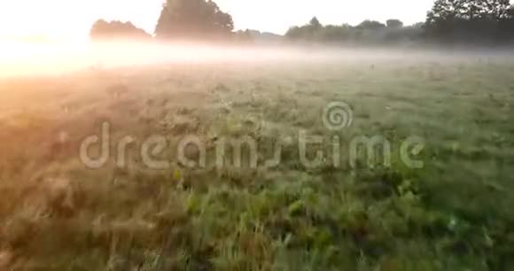 黎明时空中可以看到覆盖着雾的草地和河流乌克兰视频的预览图