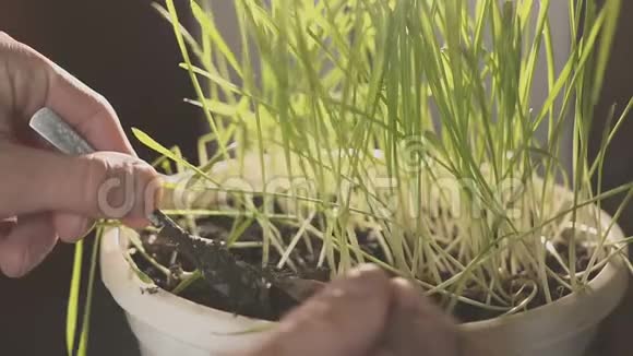 专业植物学家从事年轻植物的选择和研究农民在不同的杯子里种植植物视频的预览图