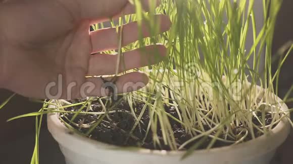 专业植物学家从事年轻植物的选择和研究农民在不同的杯子里种植植物视频的预览图