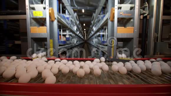 鸡蛋在工厂的传送带上移动视频的预览图