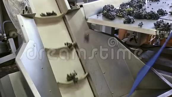 分拣输送机上葡萄的收获视频的预览图