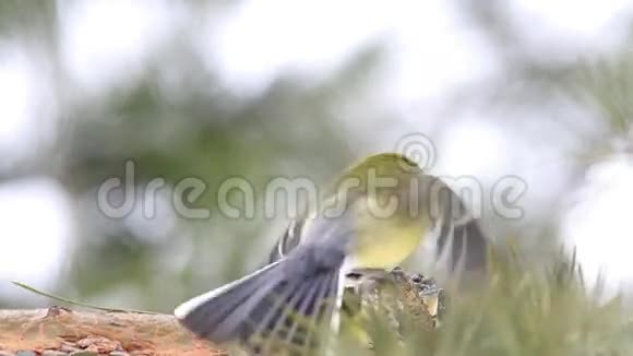 伟大的山雀帕罗斯少校和欧亚蓝色山雀蓝雀为食物争吵视频的预览图