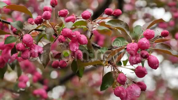 春天果园里粉红的苹果树开花了视频的预览图