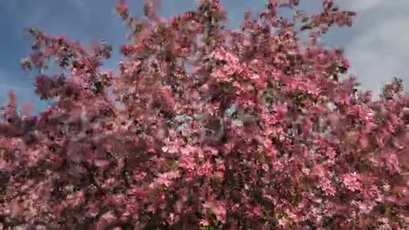 粉红苹果树开春园视频的预览图