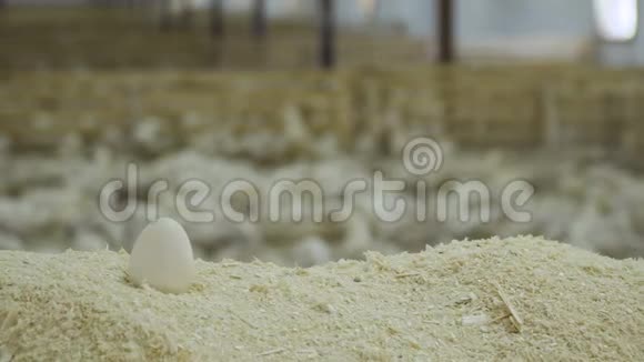 家禽养殖场的鸭蛋视频的预览图