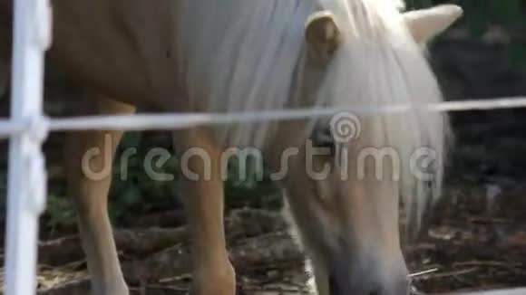 马厩里吃干草的小马视频的预览图