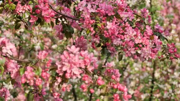 粉红苹果树开春园视频的预览图