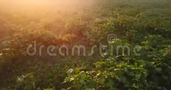 黎明时空中俯瞰覆盖着雾的草地乌克兰视频的预览图