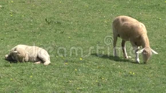 两只羊在草地上吃草视频的预览图