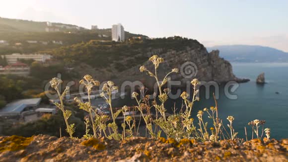 美丽的植物生长在悬崖上的夕阳下视频的预览图