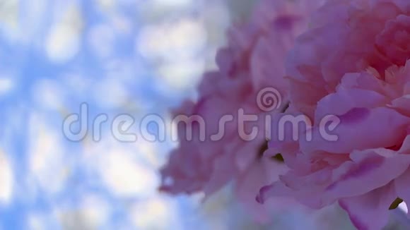 粉红色花朵和装饰组织的特写视频的预览图