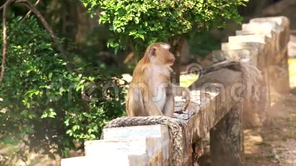猴子吃土豆鸡坐在石头上视频的预览图