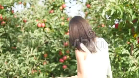 苹果收获年轻漂亮的女孩摘下一个苹果把它放进篮子里视频的预览图