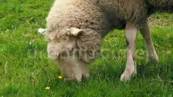 绵羊在草地和花上放牧视频的预览图