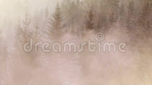 清晨雾爬过松树林视频的预览图