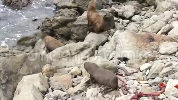三只海豹爬在岩石上视频的预览图