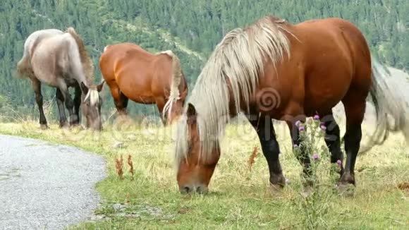 马在自由中放牧视频的预览图