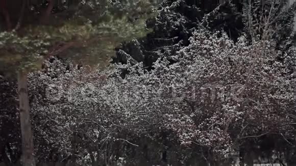 第一次降雪后的自然视频的预览图