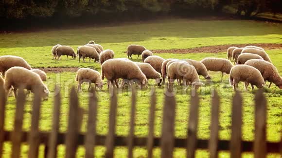 一群羊在阳光明媚的下午吃草视频的预览图