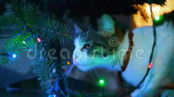 可爱的猫在圣诞树上玩装饰品视频的预览图