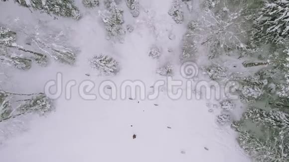 冬季针叶林松铺积雪冬季景观寒冷视频的预览图