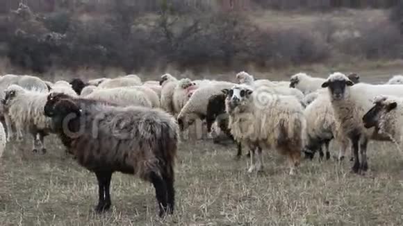 晚秋牧羊犬视频的预览图