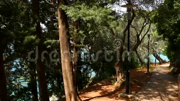 黑山针叶林纹理树森林的总和视频的预览图
