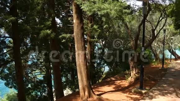 黑山针叶林纹理树森林的总和视频的预览图