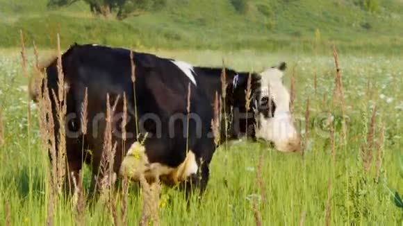 一头矮牛正在草地上吃草带有自然声音的视频视频的预览图