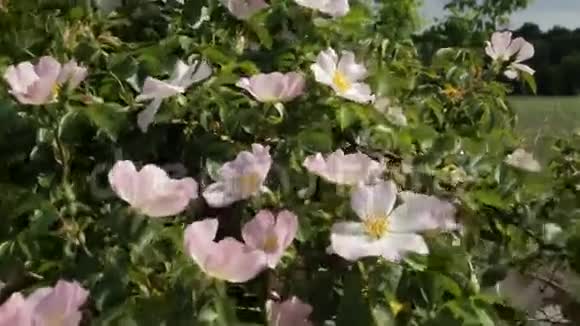 开花的野玫瑰自然生长的狗玫瑰花视频的预览图
