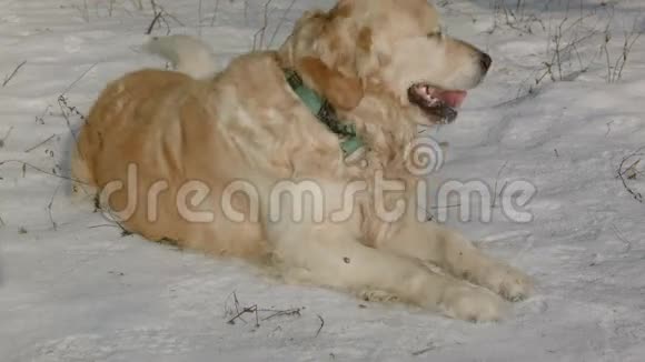 吃雪的金毛猎犬视频的预览图