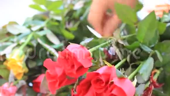 手工采摘的玫瑰视频的预览图