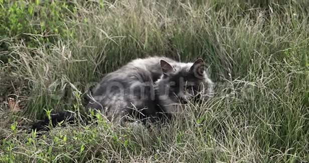 秋天寒冷的天气灰猫在高草中休息视频的预览图