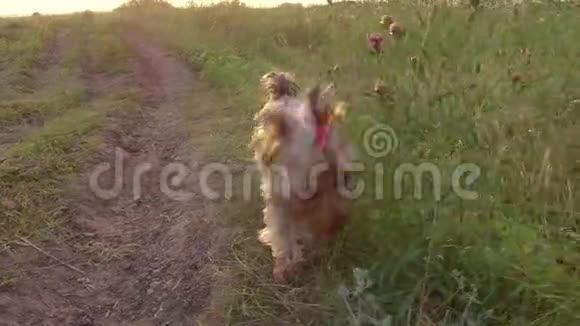 约克郡猎犬正在吃草正在接受大自然的治疗视频的预览图