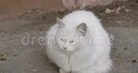 寒冷的天气里一只毛茸茸的大猫坐在街上视频的预览图