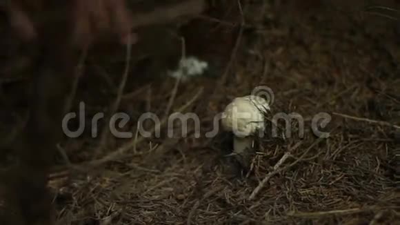 在树林里捡蘑菇视频的预览图